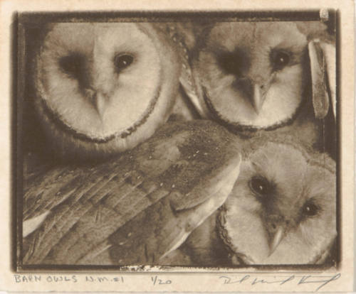 Barn Owls N.M. #1