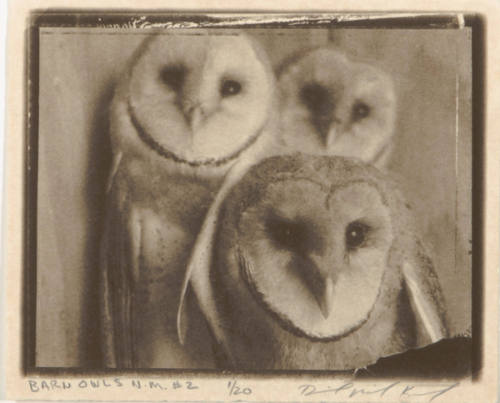 Barn Owls N.M. #2