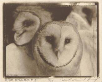 Barn Owls N.M. #3