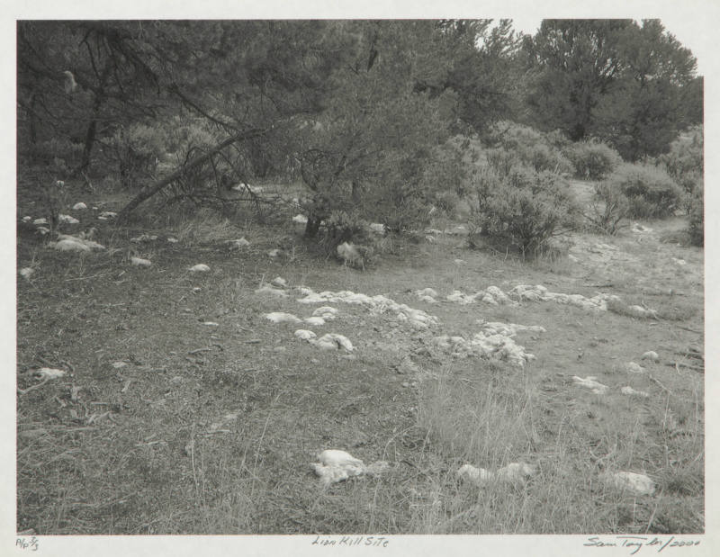 Lion Kill Site