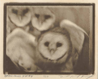 Barn Owls N.M. #4