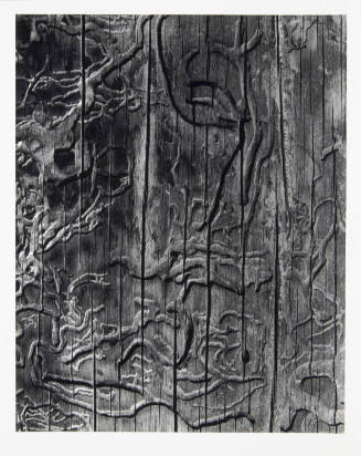 Insect Tracks on Wood (Termite Etching)