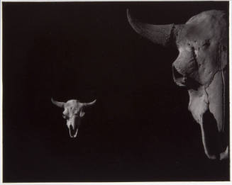 Two Buffalo Skulls