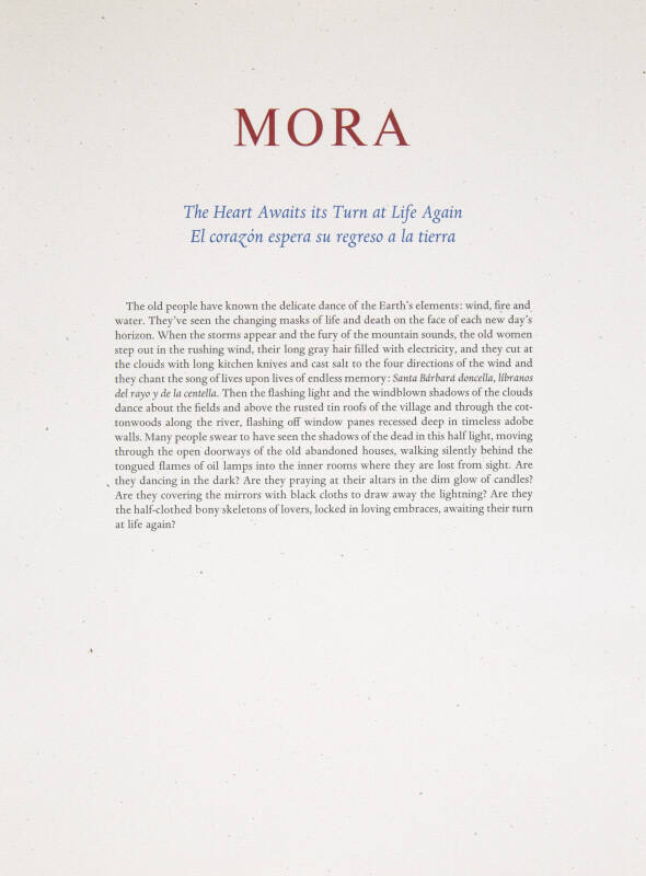 Reflexions del Corazon: Mora: The Heart Awaits its Turn at life Again - El corazon espera su regresso a la tierra