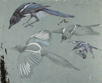 Four Magpies