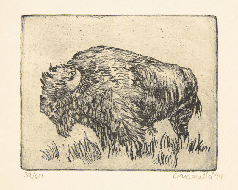 Bison