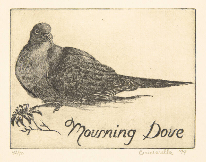 Mourning Dove